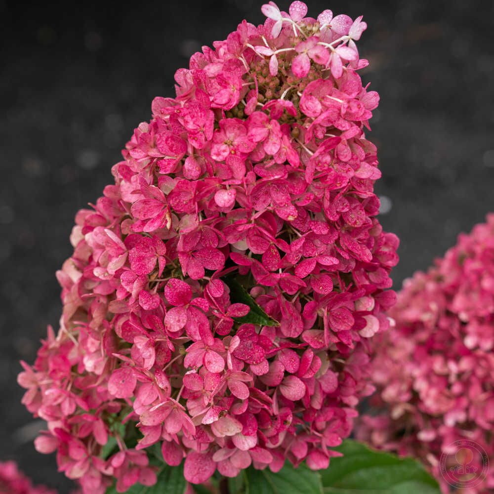 Гортензия метельчатая "Распберри Пинк" Hydrangea paniculata "Raspberry Pink"
