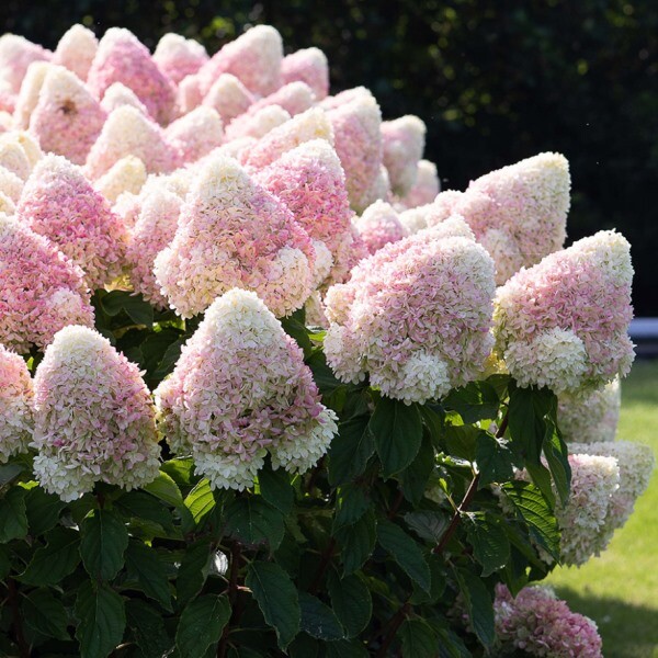 Гортензия метельчатая "Саммер Лав" Hydrangea paniculata "Summer Love"