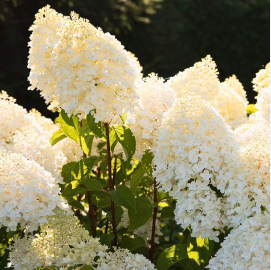 Гортензия метельчатая "Шугар Раш" Hydrangea paniculata "Sugar Rush"