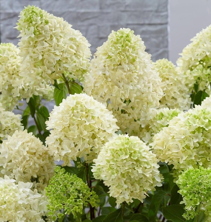 Гортензия метельчатая "Скайфолл" Hydrangea paniculata "Skyfall"