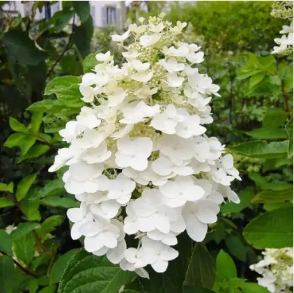 Гортензия метельчатая "Юник" Hydrangea paniculata "Unique"