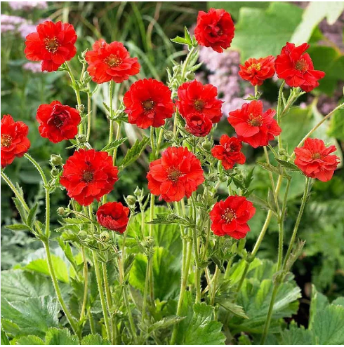 Гравилат чилийский "Миссис Брэдшоу" Geum chiloense "Mrs Bradshaw" С2/3