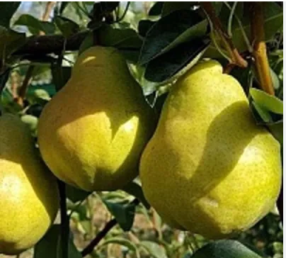 Груша "Сокровище" С5