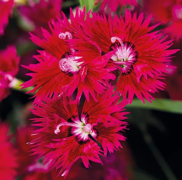 Гвоздика гибридная "Супра Кримсон" Dianthus interspecific "Supra Crimson"