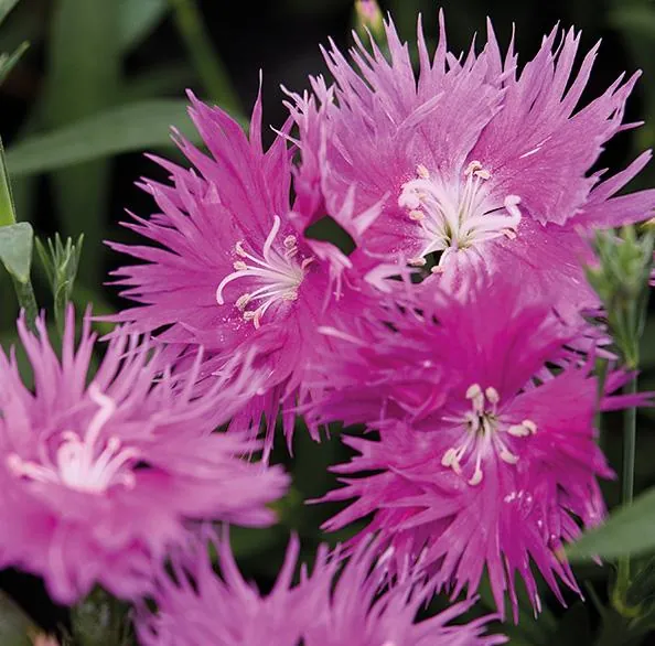 Гвоздика гибридная "Супра Пурпл" Dianthus interspecific "Supra Purple"