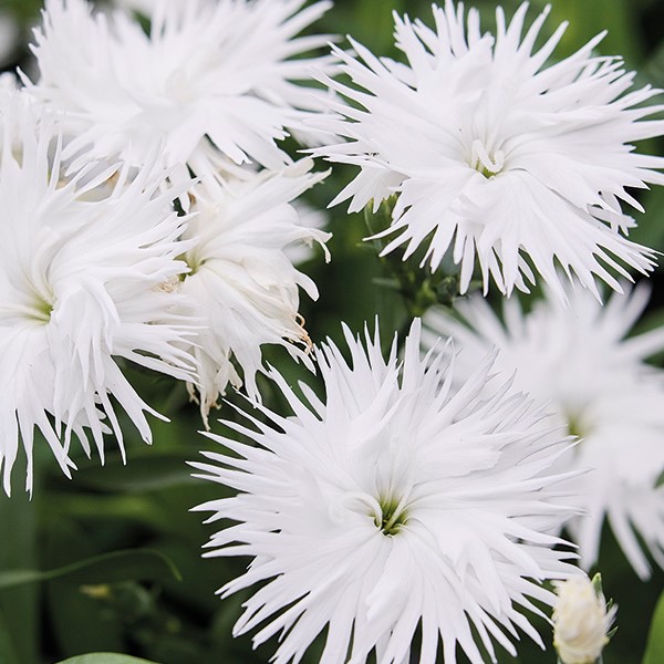 Гвоздика гибридная "Супра Вайт" Dianthus interspecific "Supra White" Р9