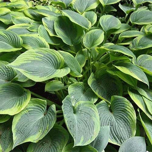 Хоста "Алватин Тейлор" Hosta "Alvatine Taylor" (L) С2/3