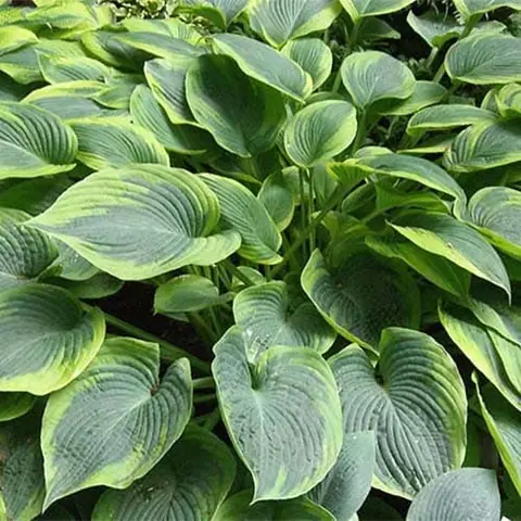 Хоста "Алватин Тейлор" Hosta "Alvatine Taylor" (L) С2/3