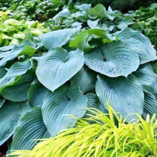 Хоста "Блу Энджел" Hosta "Blue Angel" (L)