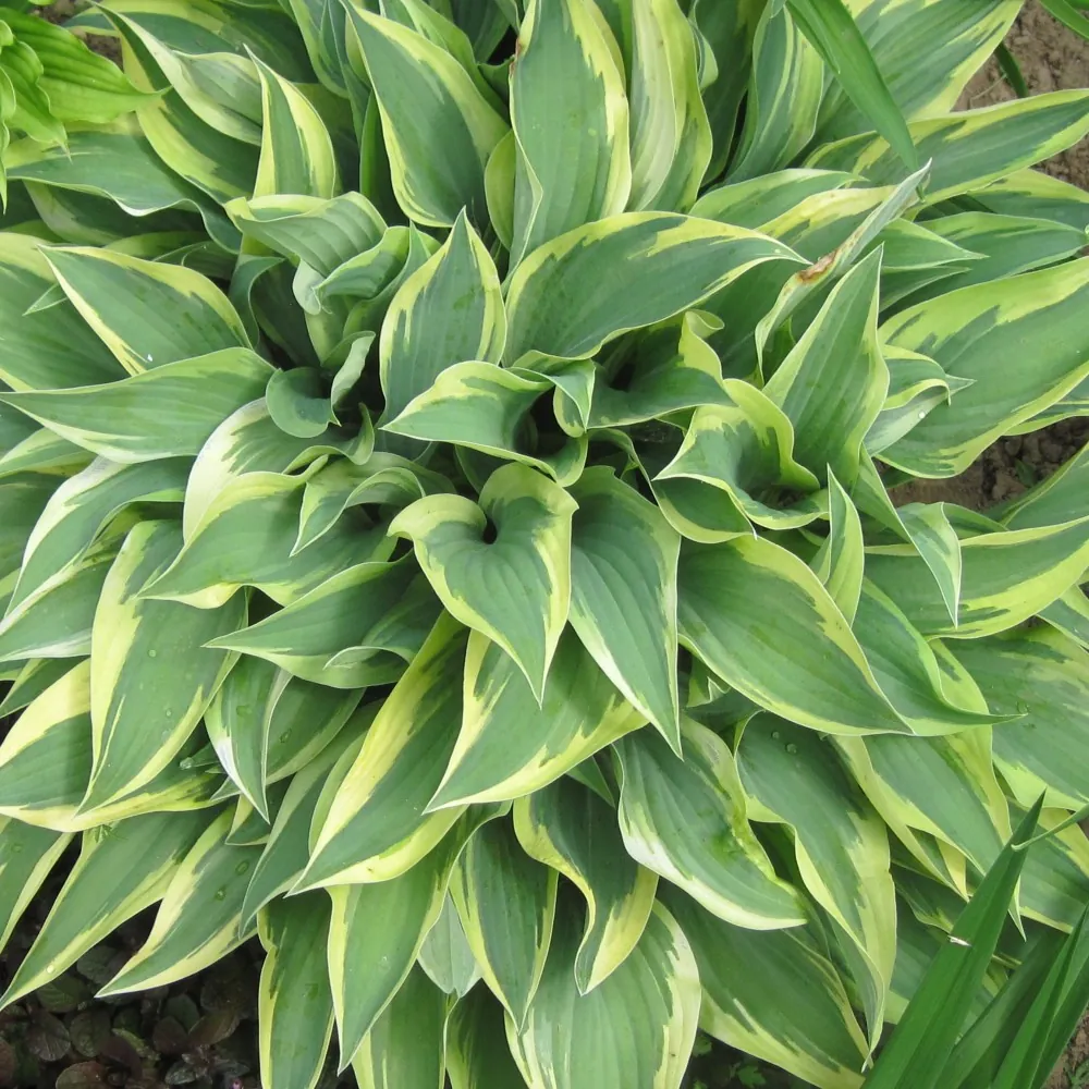 Хоста "Бобкет" Hosta "Bobcat" (M)