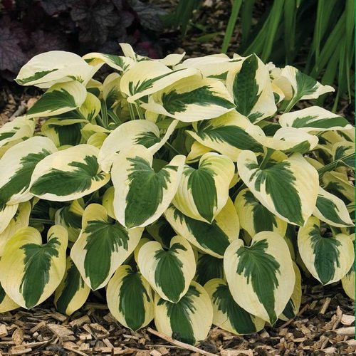 Хоста "Брим Кап" Hosta "Brim Cup" (SM) С2/3