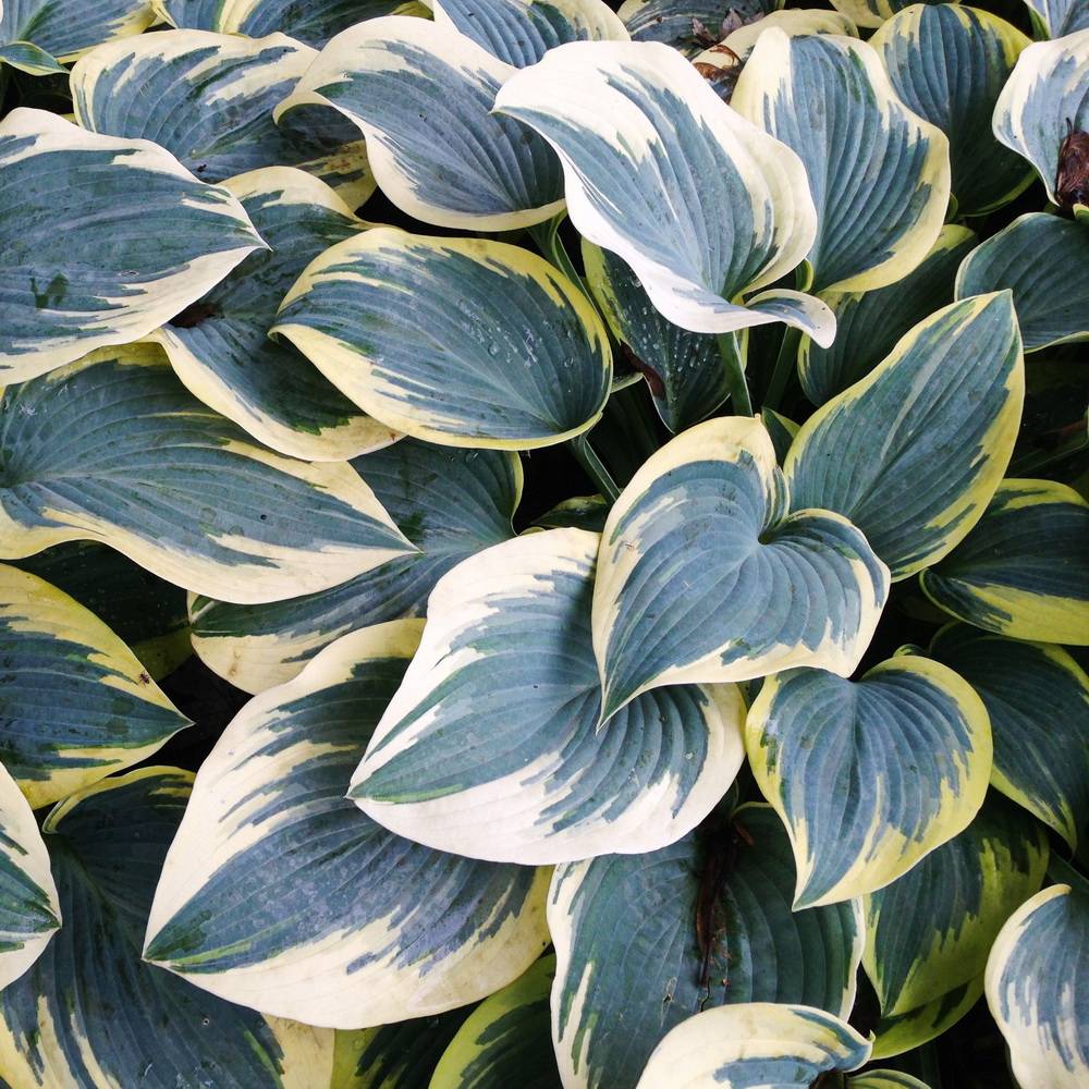 Хоста "Ферст Фрост" Hosta "First Frost" (SM) С2/3