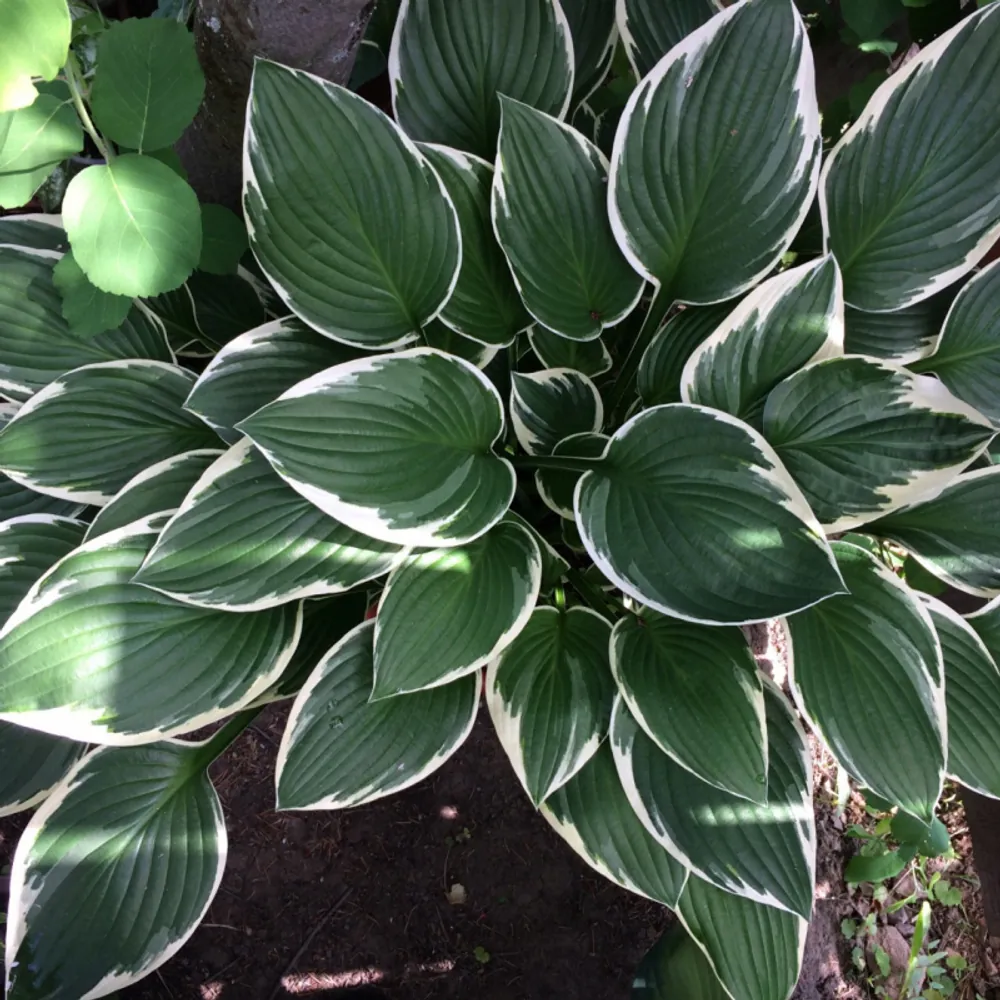 Хоста "Франсе" Hosta "Francee" (M)