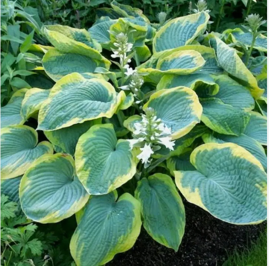 Хоста "Франсес Вильямс" Hosta "Frances Williams" (ML) С2/3