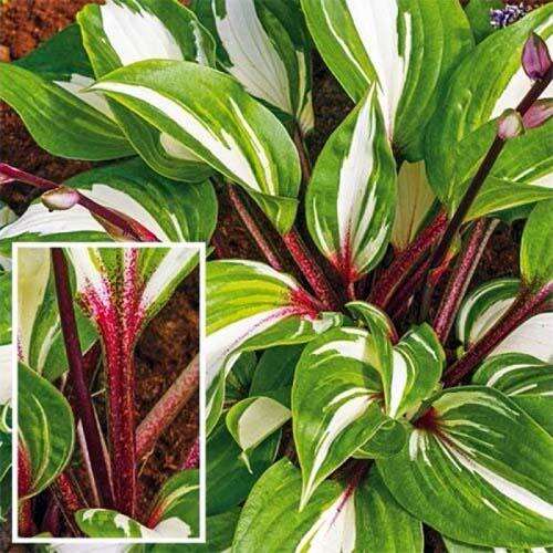 Хоста "Гузберри Сандэ" Hosta "Goosberry Sundae" (M) С2/3