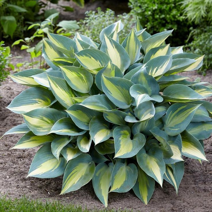 Хоста "Катерина" Hosta "Catherine" (ML) С2/3