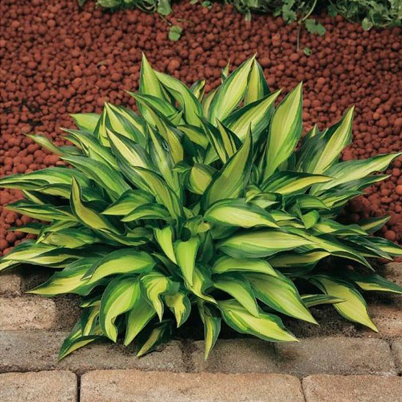 Хоста "Лейксайд Литл Тауф" Hosta "Lakeside Little Tuft" (S) С2/3