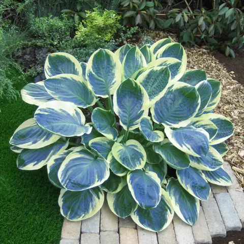 Хоста "Орионс Белт" Hosta "Orion's Belt" (M) С2/3