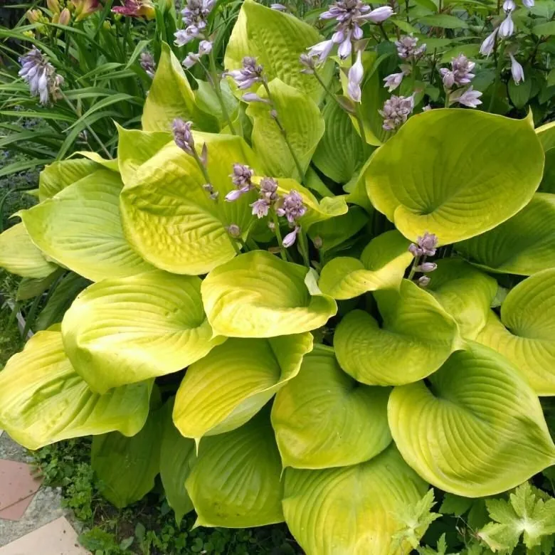 Хоста "Сам энд Сабстэнс" Hosta "Sum and Substance" (XL)