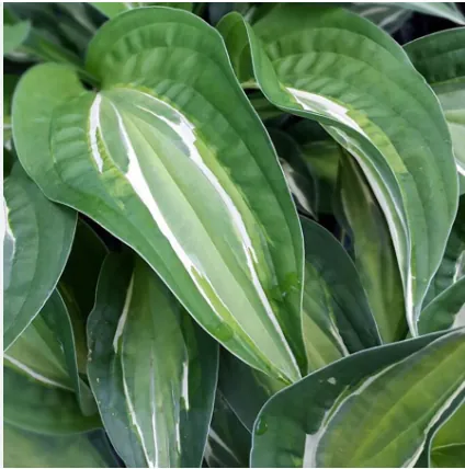 Хоста "Снейк Айз" Hosta "Snake Eyes" (M)