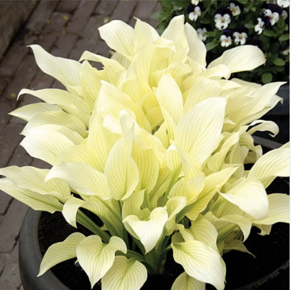 Хоста "Уайт Фезер" Hosta "White Feather" (SM) С2/3