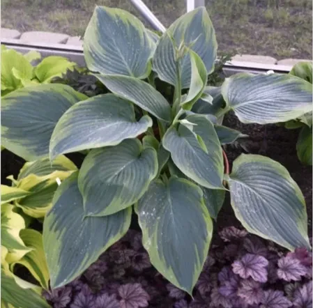 Хоста "Ву-Ла-Ла" Hosta "Wu-La-La" (XL)