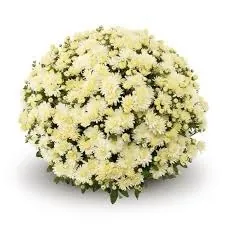 Хризантема Белгиан Мамс ''Амико Уайт'' Belgian Mums® ''Amiko White''