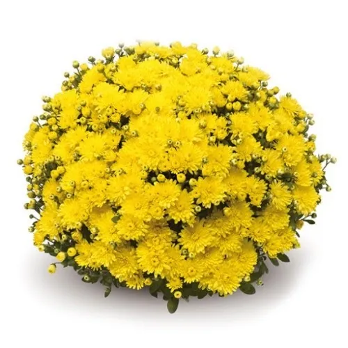 Хризантема Белгиан Мамс "Амико Елоу" Belgian Mums® ''Amiko Yellow''