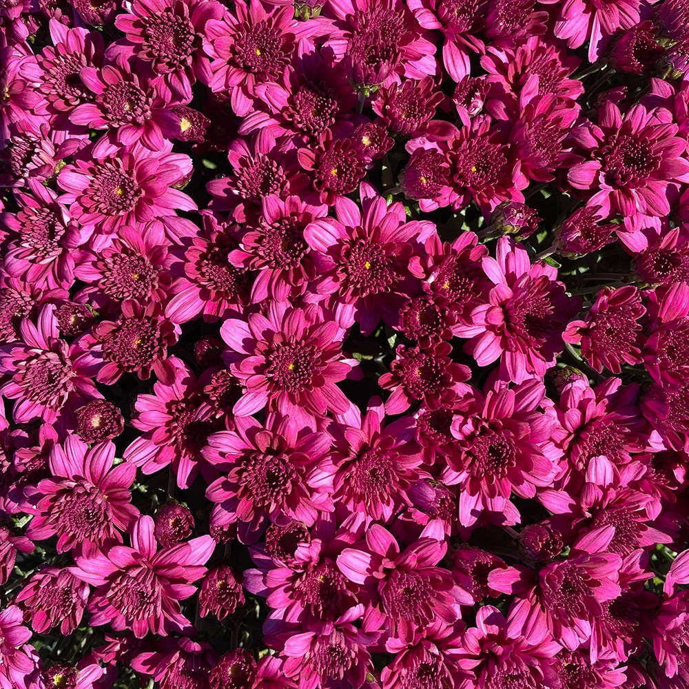 Хризантема Belgian Mums® 'Arluno Pink' С3