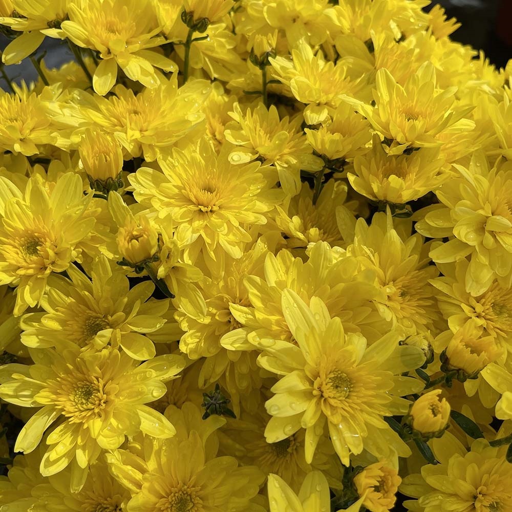 Хризантема Belgian Mums® 'Arluno Yellow' С3