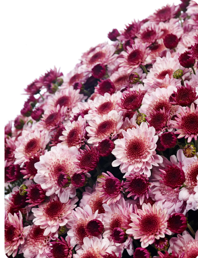 Хризантема (Indicum Grp) Belgian Mums Amarena Pink С3