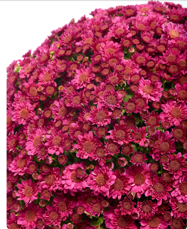 Хризантема (Indicum Grp) Belgian Mums Amarena Purple С3