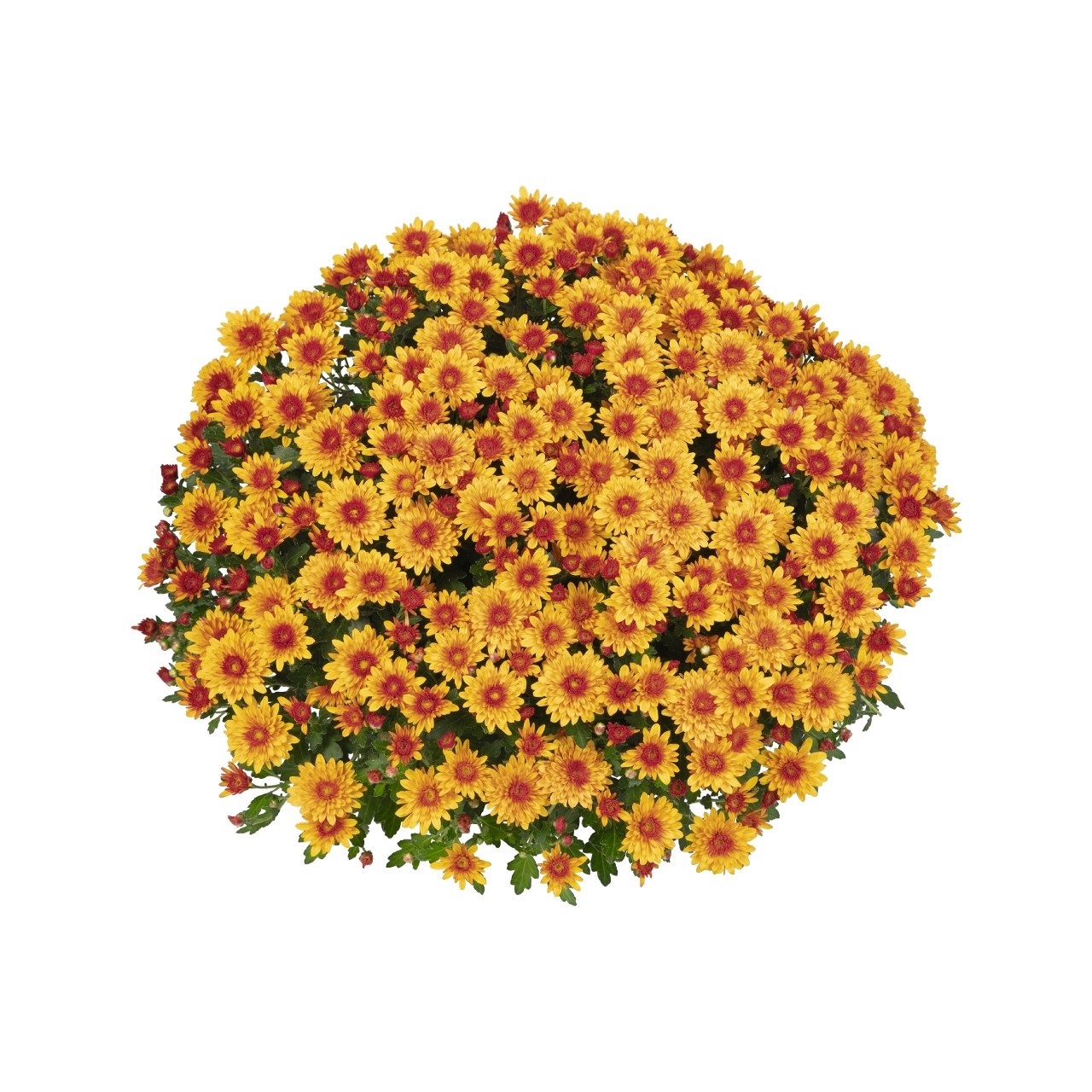 Хризантема (Indicum Grp) Podium Red Bicolor С3