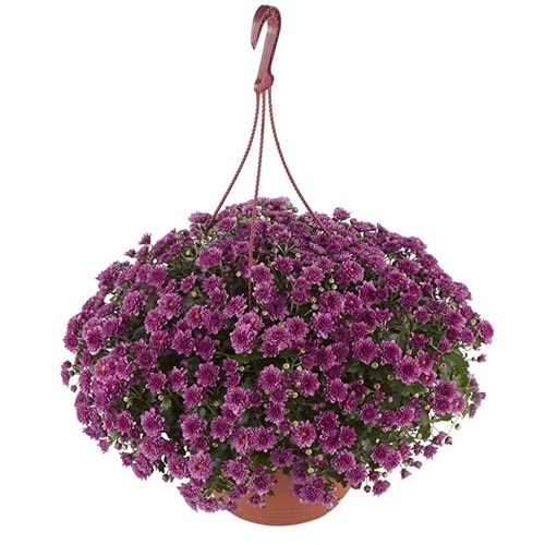 Хризантема мультифлора ампельная "Skyfall Pink" С3