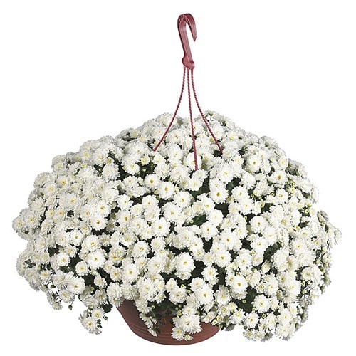 Хризантема мультифлора ампельная "Skyfall White" С3