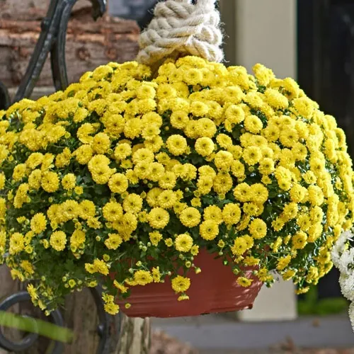 Хризантема мультифлора ампельная "Скайфол Елоу" Chrysanthemum x morifolium "Skyfall Yellow"