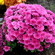 Хризантема мультифлора "Bransound Purple" С3