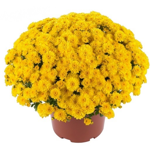 Хризантема Мультифлора "Gigi Yellow" С3