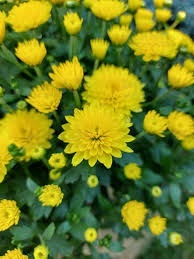 Хризантема мультифлора "Jasoda Dark Yellow" С3