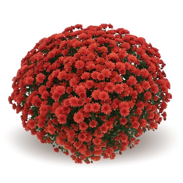 Хризантема мультифлора "Jasoda Red" С3