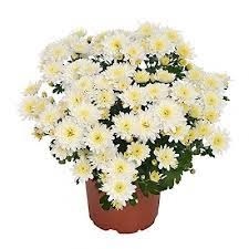 Хризантема мультифлора "Milkshake Coconut" С3