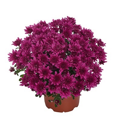 Хризантема мультифлора "Milkshake Сherry" С3