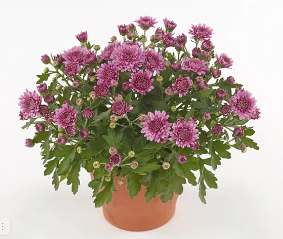 Хризантема мультифлора "Соул Систер Дарк Пинк" Chrysanthemum multiflorum "Soul Sister Dark Pink"