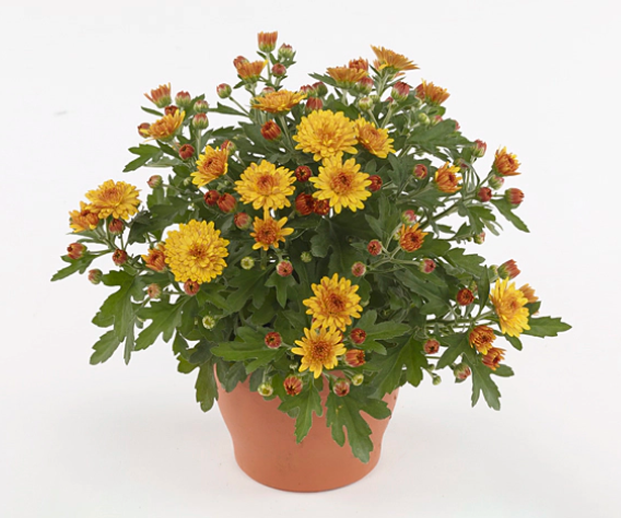 Хризантема мультифлора "Soul Sister Orange" С3