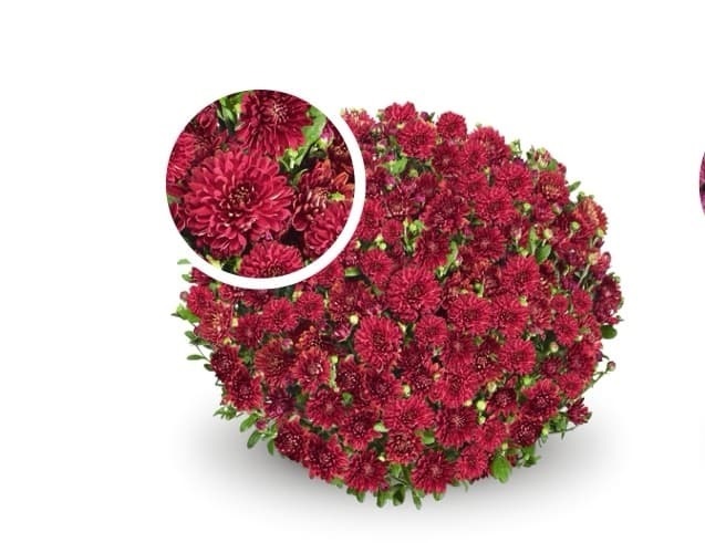 Хризантема мультифлора "Soul Sister Red" С3