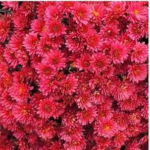 Хризантема мультифлора " Сандим Ред" Chrysanthemum x morifolium "Sunbeam Red"