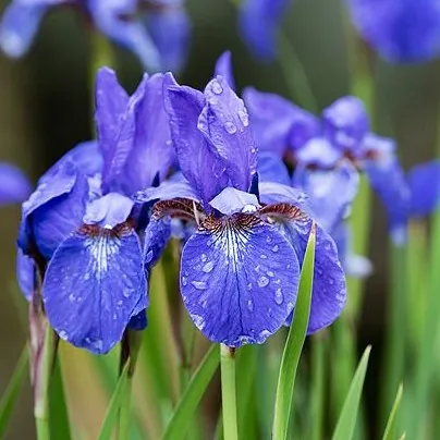 Ирис Сибирский "Блю Берн" Iris Sibirica "Blue Burn"