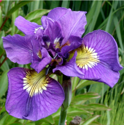 Ирис Сибирский "Дабл Стандарт" Iris Sibirica "Double Standard" С2/3