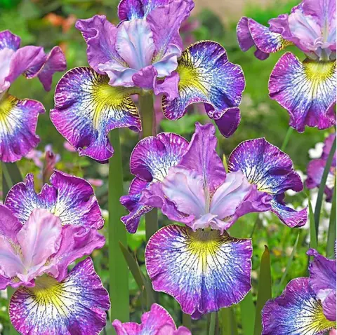 Ирис Сибирский "Хау Одейшес" Iris Sibirica "How Audacious" С2/3