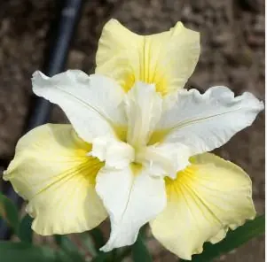 Ирис Сибирский "Мун Силк" Iris Sibirica "Moon Silk" С2/3